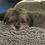 Maggie joined the competition — help win amazing prizes! animal, brown, carpet, closeup, comfort, cozy, cute, dog, eyes, face, floor, fur, furniture, home, indoor, pet, portrait, relaxed, resting, texture