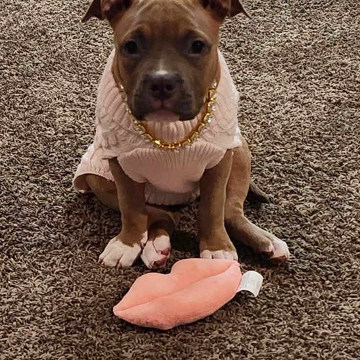 Ophelia joined the competition — help win amazing prizes! accessories, animal, boxer, bulldog, canine, dog, face, fitness, hound, jewelry, necklace, person, pet, pitbull, puppy, snout, sport, whitedog, workingout, yoga