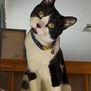 Paulie is registered to the contest to win money with this photo: animal, bell, black_and_white, cat, close_up, collar, curious, domestic_cat, ears, face, feline, fur, head_tilt, indoor, knitted_blanket, pet, portrait, whiskers, wooden_surface, yellow_eyes
