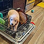 animal, appliance, cabinet, curious, cute, dish_rack, dishwasher, dog, floor, fork, glass, golden_retriever, indoors, kitchen, mischievous, pet, plate, puppy, water, wooden_floor