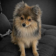 Aïko participe au concours pour gagner de l'argent avec cette photo : dog, pomeranian, pet, fluffy, couch, indoor, animal, fur, cute, small_dog, sitting, portrait, domestic_animal, companion, canine, furry, household, friendly, looking, soft_lighting
