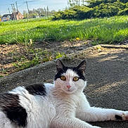 Charlie a rejoint le concours — aidez-le/la à gagner de superbes lots ! cat, black_and_white, lying_down, outdoor, grass, pavement, yellow_eyes, rural, sky, sunlight, animal, pet, nature, greenery, curious, feline, relaxed, daytime, house, power_lines
