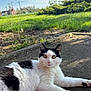cat, black_and_white, lying_down, outdoor, grass, pavement, yellow_eyes, rural, sky, sunlight, animal, pet, nature, greenery, curious, feline, relaxed, daytime, house, power_lines