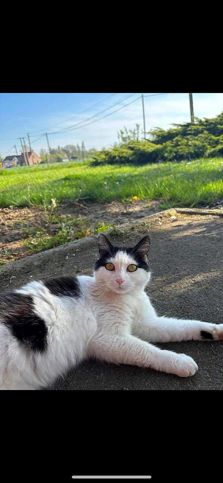 Charlie a rejoint le concours — aidez-le/la à gagner de superbes lots ! cat, black_and_white, lying_down, outdoor, grass, pavement, yellow_eyes, rural, sky, sunlight, animal, pet, nature, greenery, curious, feline, relaxed, daytime, house, power_lines