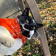 Ozzy is registered to the contest to win money with this photo: cat, black_and_white, orange_bandana, outdoor, grass, fallen_leaves, lawn_chair, pet, whiskers, curious, paw, sunlight, nature, animal, cute, playful, feline, closeup, relaxing, daylight