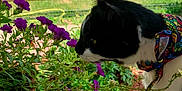 Ozzy is registered to the contest to win money with this photo: cat, black_and_white, bandana, flower, purple_flower, greenery, garden, outdoor, pet, animal, curious, sniffing, plant, leaf, nature, fence, sunlight, colorful, close_up, flora