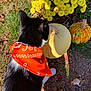 Ozzy is registered to the contest to win money with this photo: cat, orange_bandana, black_and_white_cat, pumpkin, yellow_flowers, autumn, outdoor, grass, leaves, nature, fall, gourd, curious_cat, sunlight, garden, plant, pet, animal, seasonal, colorful