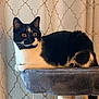 Ozzy joined the competition — help win amazing prizes! cat, black_and_white, cat_tree, curtains, indoor, pet, animal, feline, alert, perched, cozy, scratching_post, decor, patterned_curtains, whiskers, ears, tail, domestic_cat, resting, side_view