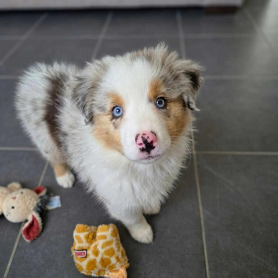 Bloom a rejoint le concours — aidez-le/la à gagner de superbes lots ! puppy, dog, blue_eyes, pink_nose, fluffy, indoor, tile_floor, toy, plush_toy, giraffe_toy, bunny_toy, pet, cute, young_dog, looking_up, animal, domestic_animal, companion, playful, fur