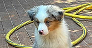 Bloom a rejoint le concours — aidez-le/la à gagner de superbes lots ! puppy, dog, fluffy, tri_color, outdoor, patio, tile_floor, yellow_hose, garden, pet, young_dog, cute, sitting, sunlight, shadow, door, house, animal, domestic, fur