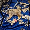 puppy, sleeping, playpen, blanket, blue, toy, rope_toy, plush_toy, indoor, pet, fur, cute, animal, resting, cozy, floor, domestic, young_dog, nap, sleep