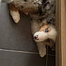 Bloom participe au concours pour gagner de l'argent avec cette photo : puppy, dog, blue_eyes, fluffy, tricolor, lying_down, floor, tile_floor, wooden_furniture, pet, cute, young_dog, indoor, resting, animal, canine, fur, nose, paw, looking