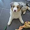 puppy, dog, blue_eyes, fluffy, toy, chew_toy, giraffe_toy, rope_toy, floor, tile, pet, animal, cute, young, lying_down, indoor, white_fur, brown_fur, black_fur, playful
