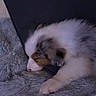 puppy, dog, sleeping, fur, fluffy, blanket, cozy, resting, indoor, pet, cute, animal, relaxation, soft, lying_down, peaceful, comfort, nose, paw, fur_pattern