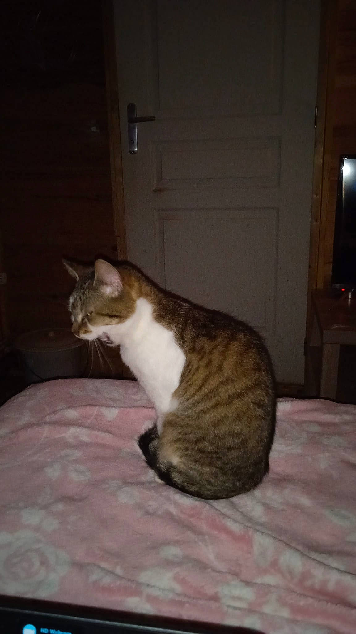 Poucinette a rejoint le concours — aidez-le/la à gagner de superbes lots ! brown, carnivore, cat, claw, comfort, domestic_short_haired_cat, door, fawn, felidae, fur, paw, sitting, small_to_medium_sized_cats, snout, tail, terrestrial_animal, whiskers, wood