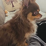 Jim a rejoint le concours — aidez-le/la à gagner de superbes lots ! animal, blanket, brown, chihuahua, couch, cozy, cute, dog, ears, fur, furry, home, indoor, long_hair, pet, pillow, side_view, sitting, small_dog, tan