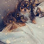 Jim a rejoint le concours — aidez-le/la à gagner de superbes lots ! animal, blanket, brown, cat, companion, couch, cozy, cute, cute_animals, dog, ears, fur, home, indoors, pet, relaxing, resting, sleeping, sparkles, white