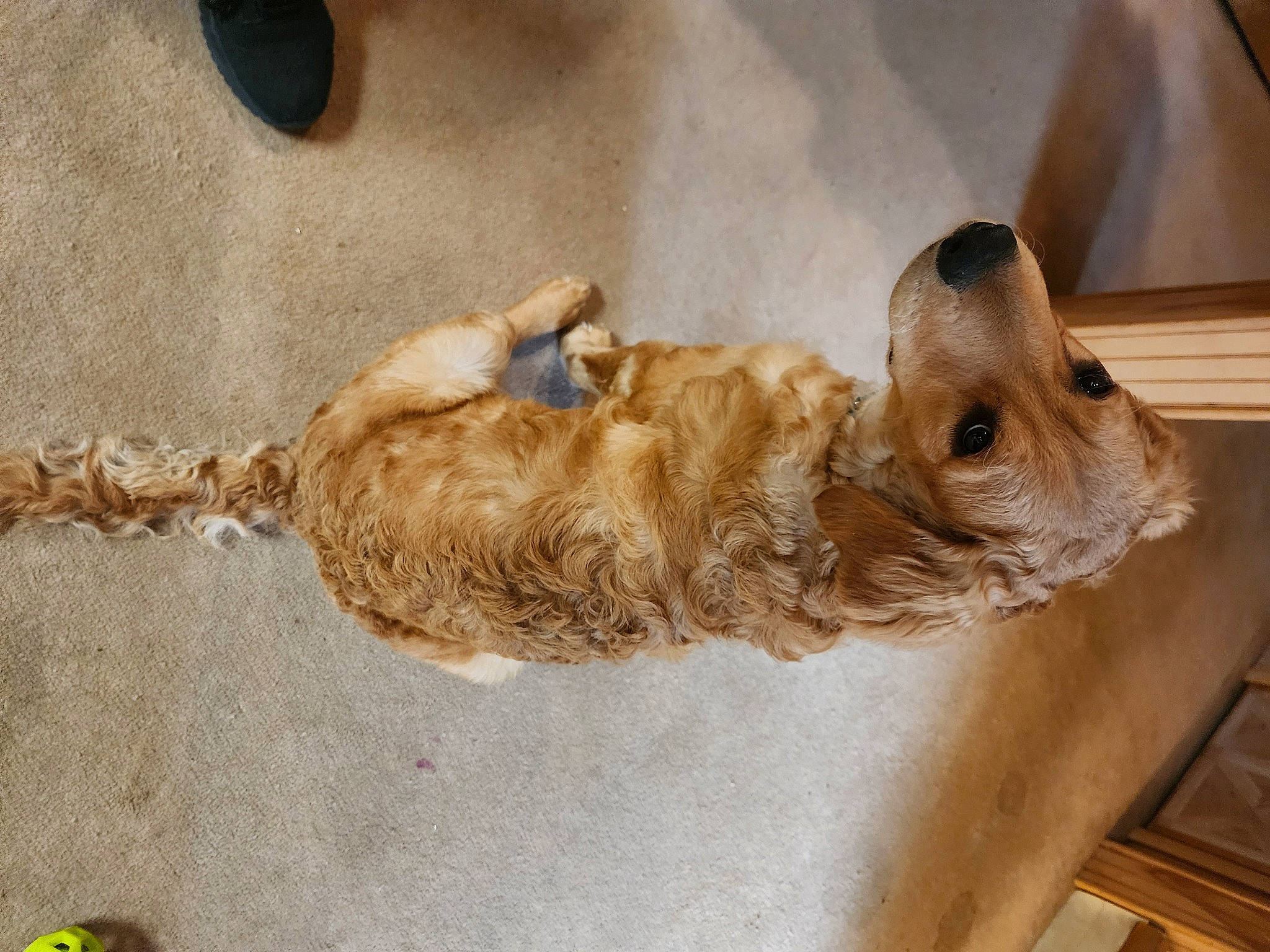 Ivy is registered to the contest to win money with this photo: canidae, carnivore, companion_dog, dog, dog_breed, fawn, felidae, fur, liver, paw, pet_supply, puppy, small_to_medium_sized_cats, snout, sporting_group, tail, terrier, toy, wood, working_animal