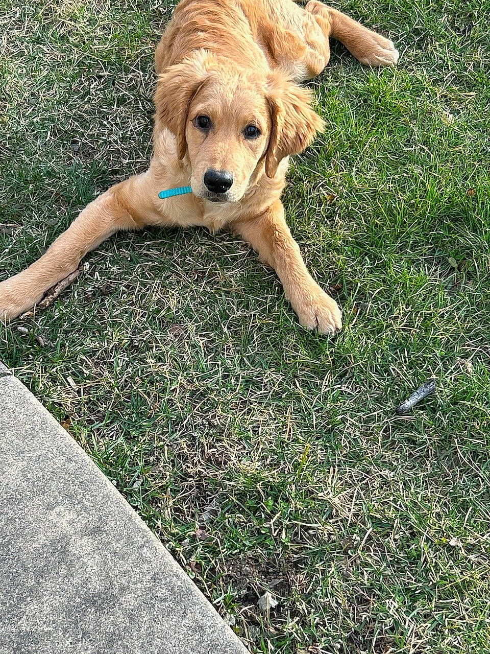 Ivy is registered to the contest to win money with this photo: asphalt, canidae, carnivore, companion_dog, dog, dog_breed, fawn, flooring, grass, gun_dog, lawn, people_in_nature, plant, retriever, road_surface, sidewalk, sporting_group, tail, tree, working_animal