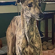 Malachi joined the competition — help win amazing prizes! animal, bedding, blinds, brindle_coat, companion_animal, cozy, curious, dog, floor, home, indoor, looking_away, mammal, pet, plant, standing, table, tile_floor, window, wooden_furniture