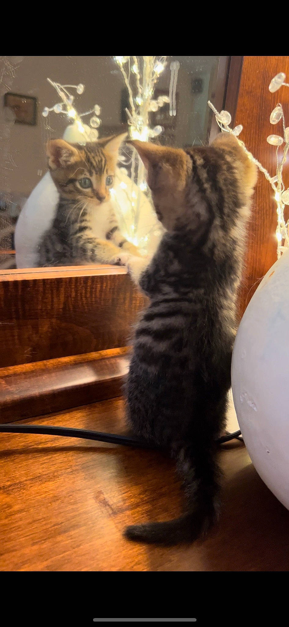 Pike joined the competition — help win amazing prizes! balloon, carnivore, cat, domestic_short_haired_cat, event, felidae, flooring, fur, hardwood, light, mammal, paw, room, small_to_medium_sized_cats, tail, tints_and_shades, vertebrate, whiskers, window, wood