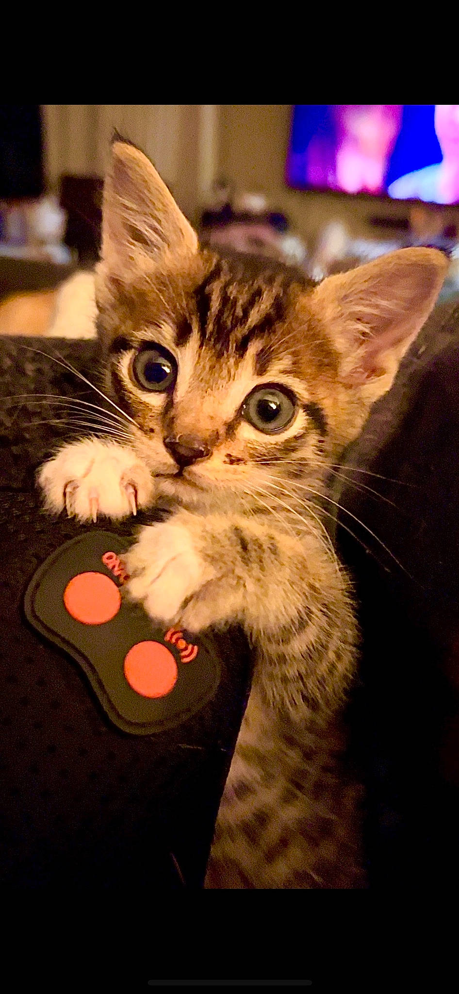 Pike joined the competition — help win amazing prizes! carnivore, cat, cat_supply, claw, domestic_short_haired_cat, eye, felidae, foot, fur, head, paw, photography, small_to_medium_sized_cats, snapshot, snout, tail, whiskers, wildlife