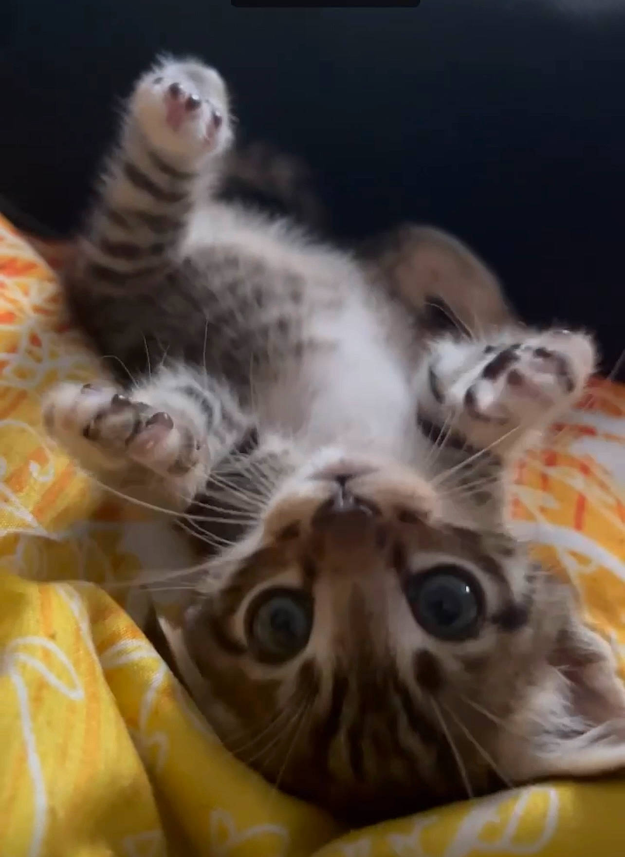 Pike is registered to the contest to win money with this photo: bed, carnivore, cat, claw, comfort, domestic_short_haired_cat, eye, fawn, felidae, fur, linens, paw, plant, sand, small_to_medium_sized_cats, snout, tail, terrestrial_animal, whiskers, wildlife