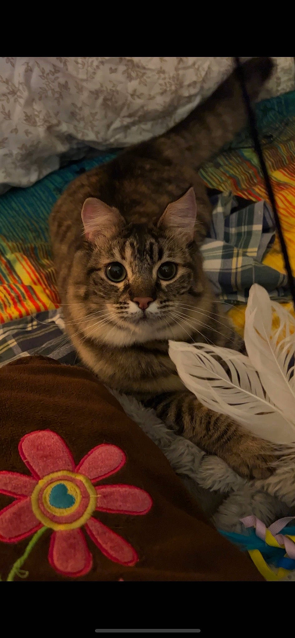 Claire is registered to the contest to win money with this photo: art, carnivore, cat, domestic_short_haired_cat, drawing, event, fawn, felidae, fur, illustration, linens, painting, pattern, petal, small_to_medium_sized_cats, terrestrial_animal, textile, visual_arts, whiskers, window