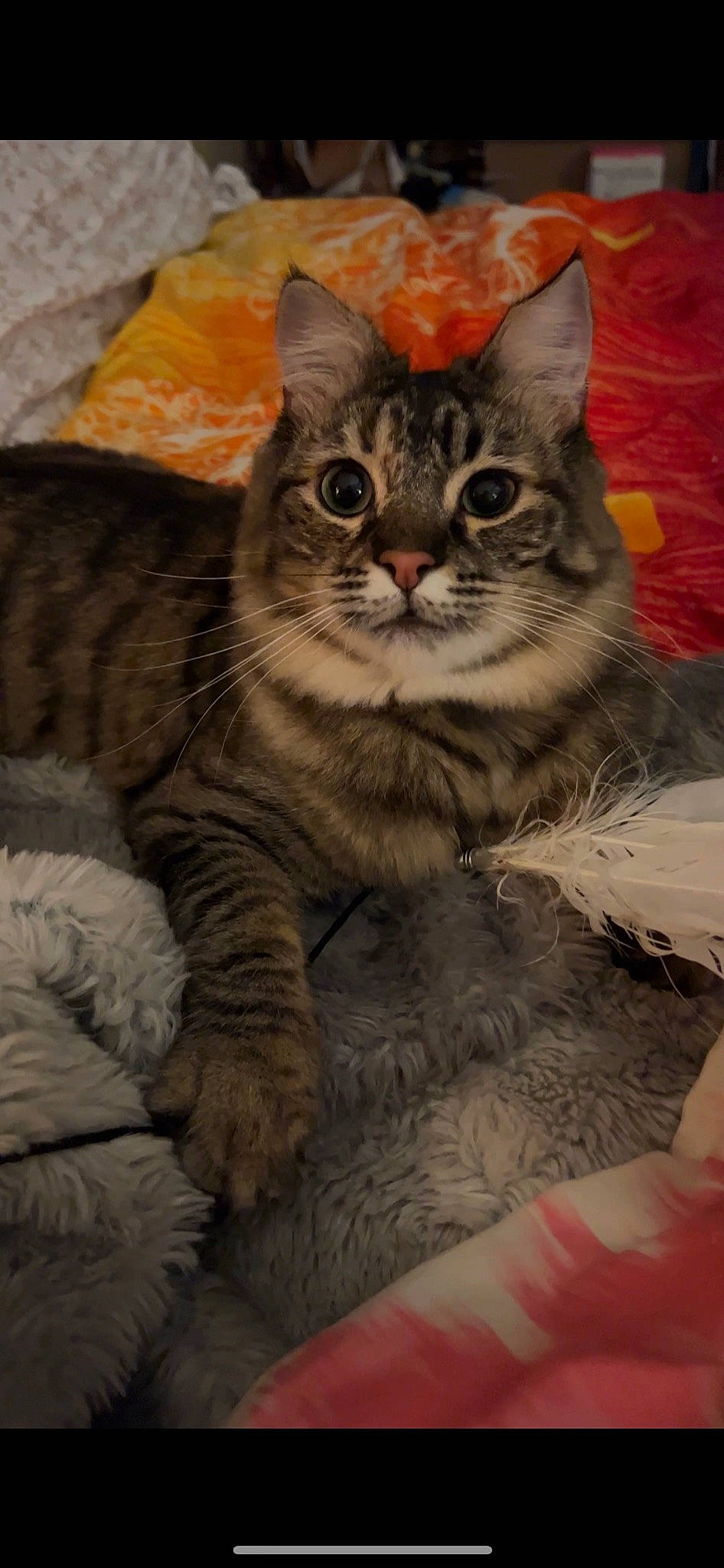 Claire joined the competition — help win amazing prizes! art, carnivore, cat, claw, domestic_short_haired_cat, felidae, fur, painting, paw, small_to_medium_sized_cats, snout, terrestrial_animal, whiskers, wildlife, window