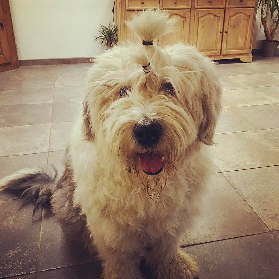 Mc Queen participe au concours pour gagner de l'argent avec cette photo : briquet_griffon_vendeen, canidae, carnivore, catalan_sheepdog, companion_dog, coton_de_tulear, dog, dog_breed, glen_of_imaal_terrier, irish_soft_coated_wheaten_terrier, mammal, polish_lowland_sheepdog, romanian_mioritic_shepherd_dog, sapsali, schnoodle, small_terrier, sporting_lucas_terrier, terrier, tibetan_terrier, vertebrate