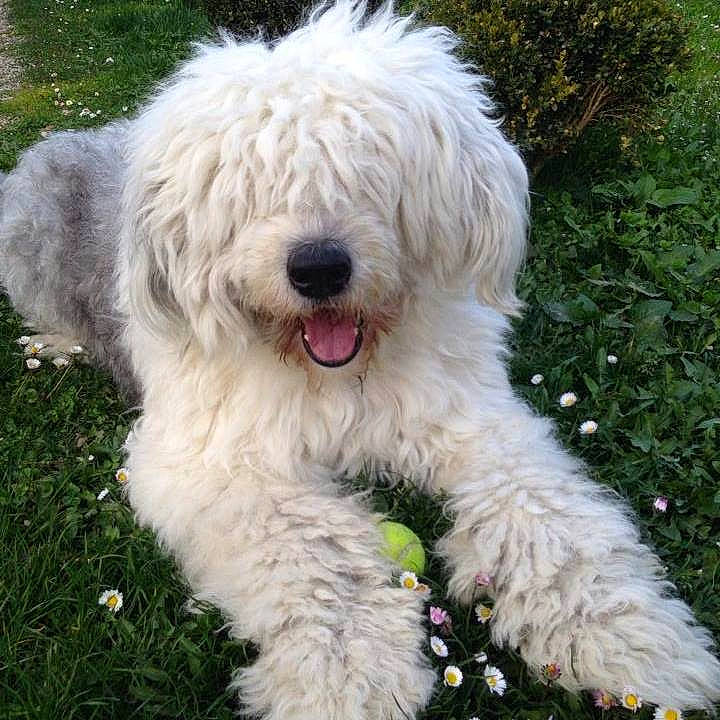 Mc Queen participe au concours pour gagner de l'argent avec cette photo : briquet_griffon_vendeen, canidae, carnivore, companion_dog, dog, dog_breed, goldendoodle, labradoodle, mammal, old_english_sheepdog, polish_lowland_sheepdog, poodle_crossbreed, rare_breed_dog, romanian_mioritic_shepherd_dog, sapsali, south_russian_ovcharka, sporting_group, terrier, vertebrate