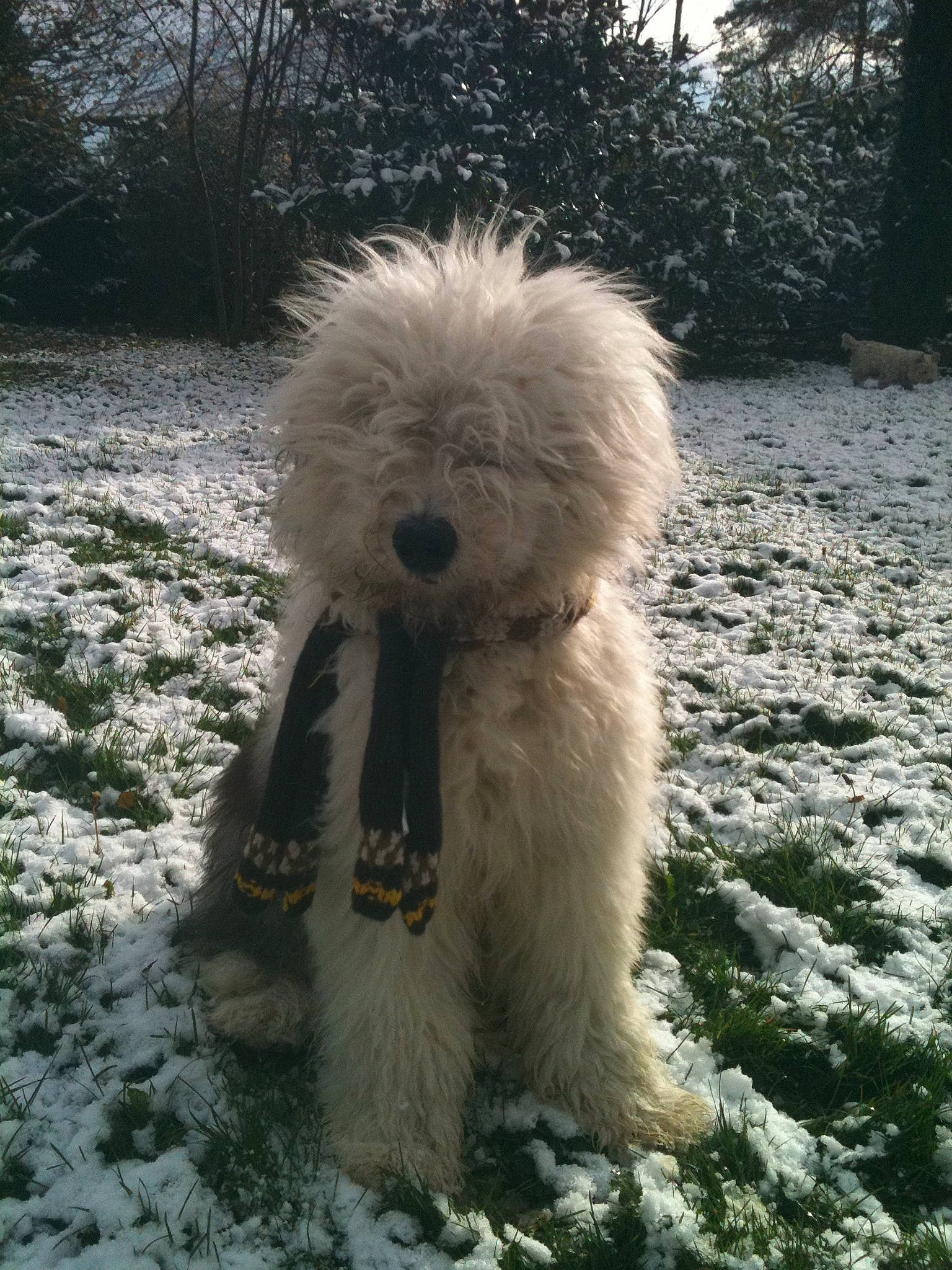 Mc Queen a rejoint le concours — aidez-le/la à gagner de superbes lots ! canidae, carnivore, companion_dog, dog, dog_breed, goldendoodle, labradoodle, lagotto_romagnolo, mammal, non_sporting_group, poodle, snow, south_russian_ovcharka, sporting_group, terrier, toy_dog, toy_poodle, vertebrate