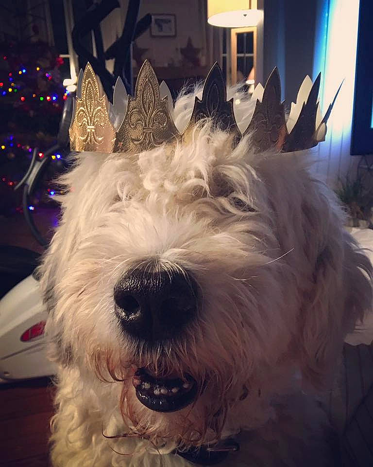 Mc Queen participe au concours pour gagner de l'argent avec cette photo : berger_picard, canidae, carnivore, dog, dog_breed, ear, glen_of_imaal_terrier, irish_soft_coated_wheaten_terrier, mammal, miniature_schnauzer, rare_breed_dog, schnauzer, scottish_terrier, sealyham_terrier, small_terrier, snout, standard_schnauzer, terrier, vertebrate, west_highland_white_terrier