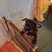 Maggie is registered to the contest to win money with this photo: animal, black_dog, brown_fur, carpet, curious, curtain, dog, fence, home, indoors, metal, paws, pet_gate, photography, playful, portrait, puppy, room, standing, wood