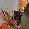 animal, black_dog, brown_fur, carpet, curious, curtain, dog, fence, home, indoors, metal, paws, pet_gate, photography, playful, portrait, puppy, room, standing, wood