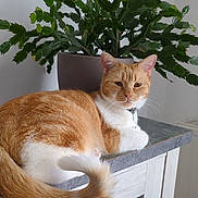 Simba a rejoint le concours — aidez-le/la à gagner de superbes lots ! abyssinian, animal, cat, furniture, indoors, interiordesign, jar, kitten, leaf, manx, pet, plant, planter, pottedplant, pottery, table, vase, window, windowsill, wood