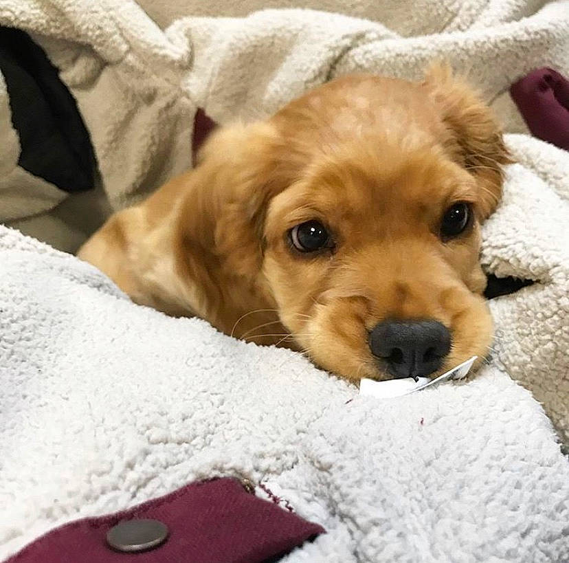 Waffles is registered to the contest to win money with this photo: beige, brown, canidae, carnivore, communication_device, companion_dog, dog, dog_breed, fawn, gadget, linens, liver, pet_supply, portable_communications_device, puppy, snout, snow, sporting_group, tan, working_animal