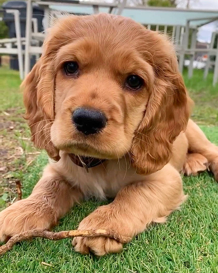 Waffles is registered to the contest to win money with this photo: beige, brown, canidae, carnivore, cocker_spaniel, companion_dog, dog, dog_breed, fawn, fur, liver, pet_supply, puppy, skin, snout, spaniel, sporting_group, tan, terrestrial_animal, working_animal