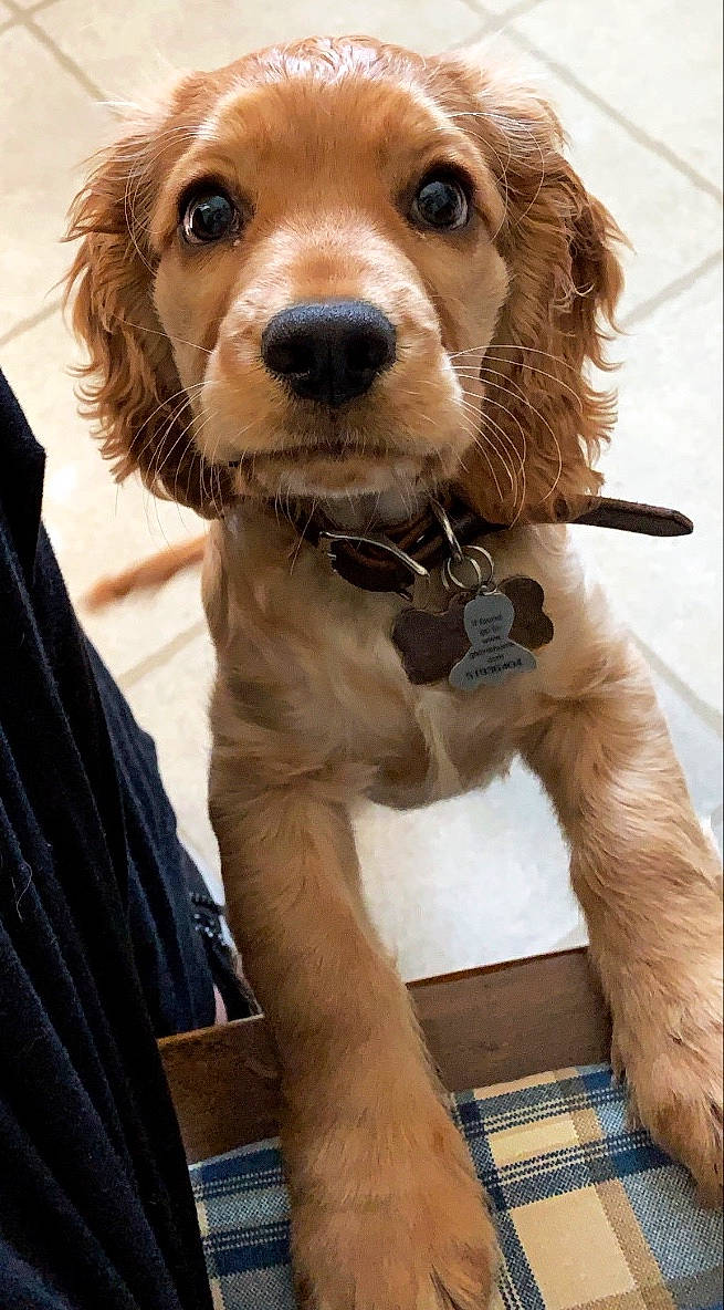 Waffles joined the competition — help win amazing prizes! beige, brown, canidae, carnivore, collar, companion_dog, dog, dog_breed, dog_collar, fawn, fur, leash, liver, pet_supply, snout, sporting_group, tan, toy, vertebrate, working_animal