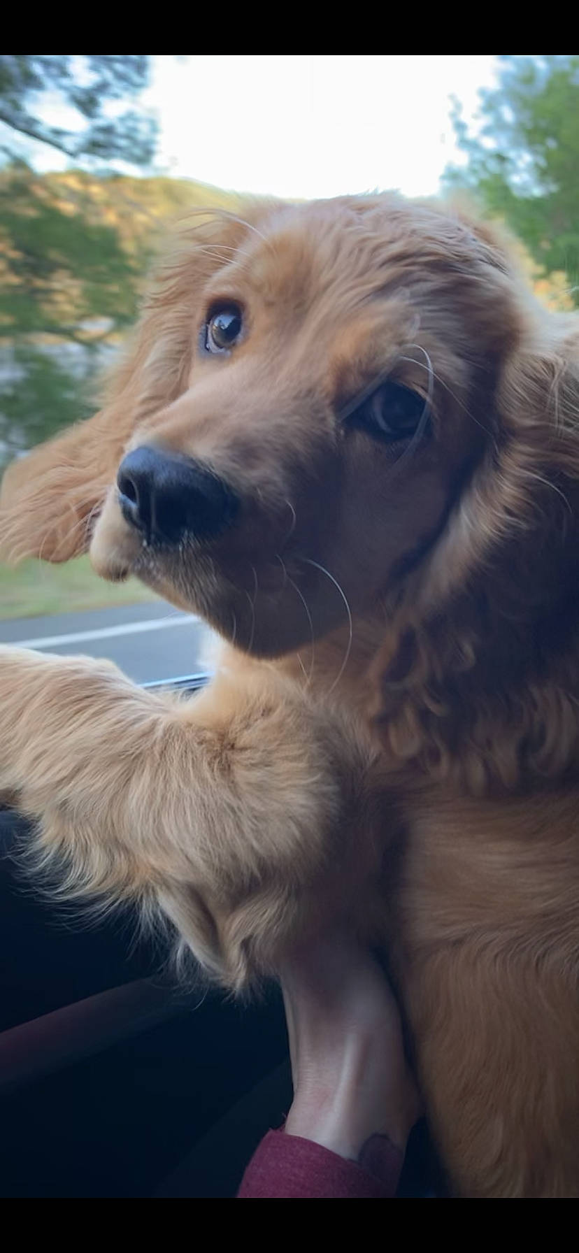 Waffles is registered to the contest to win money with this photo: brown, carnivore, cocker_spaniel, collar, companion_dog, dog, dog_breed, fawn, fur, iris, liver, mammal, organ, snout, sporting_group, sunlight, tan, vertebrate, whiskers, working_animal