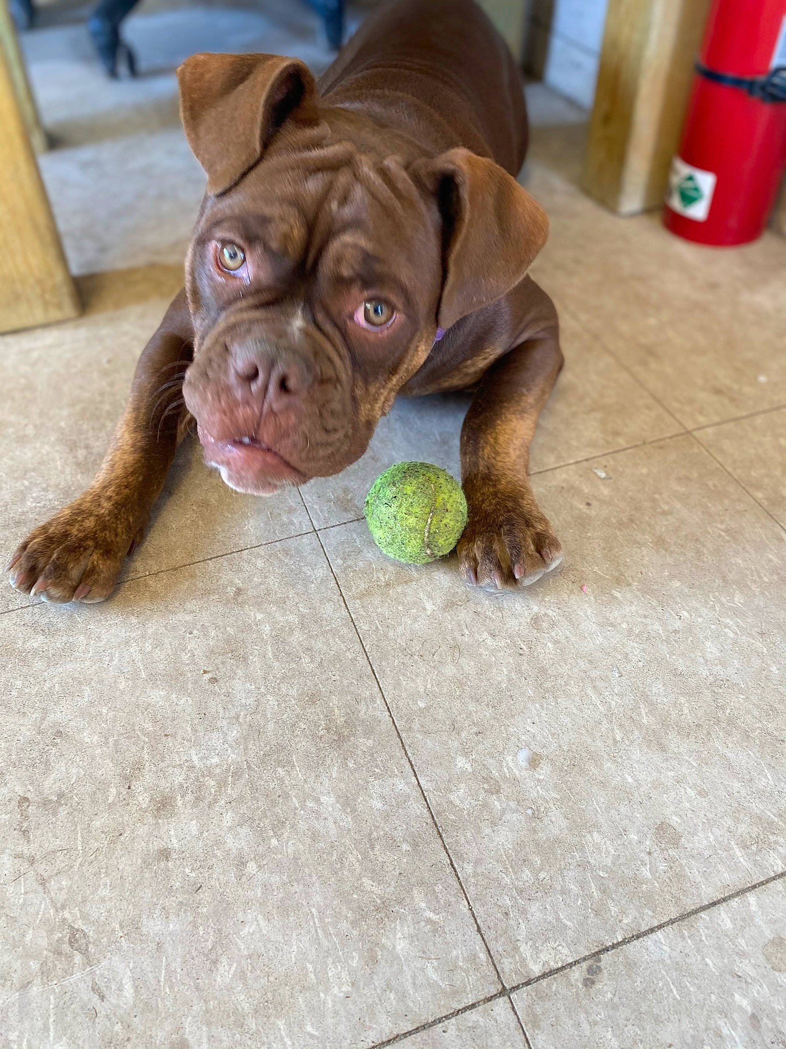 Zimmy is registered to the contest to win money with this photo: canidae, carnivore, collar, companion_dog, dog, dog_breed, dog_collar, dog_supply, fawn, flooring, fur, leash, liver, pet_supply, snout, sporting_group, toy, wood, working_animal, wrinkle