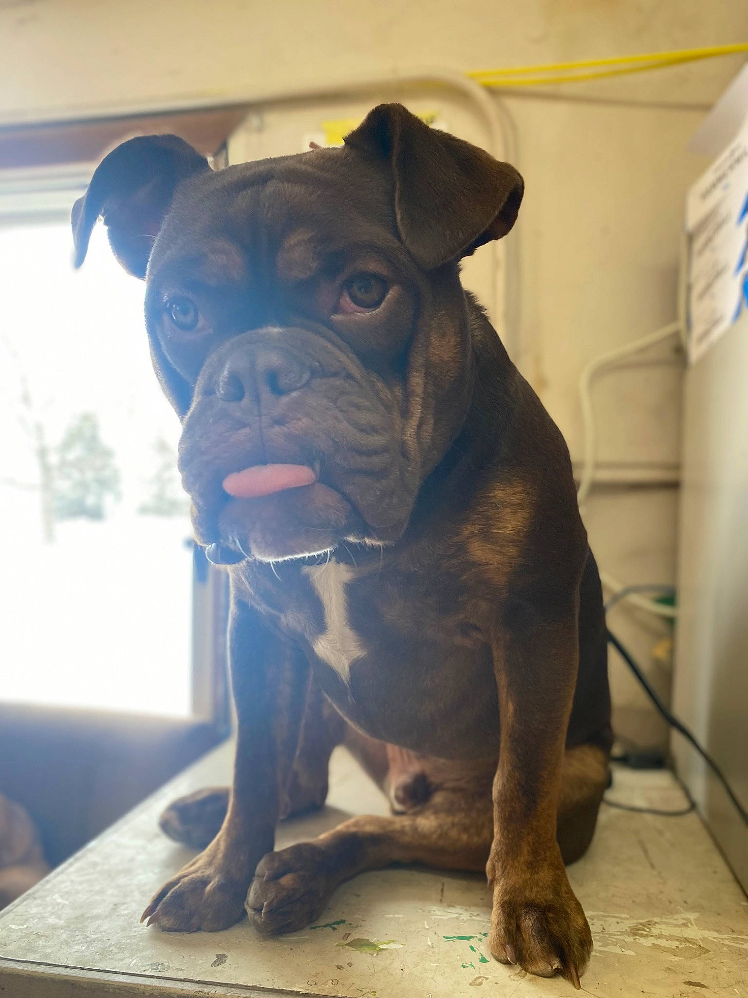 Zimmy is registered to the contest to win money with this photo: canidae, carnivore, companion_dog, dog, dog_breed, dog_collar, fawn, guard_dog, house, liver, molosser, pug, snout, sporting_group, toy_dog, whiskers, window, working_animal, working_dog, wrinkle