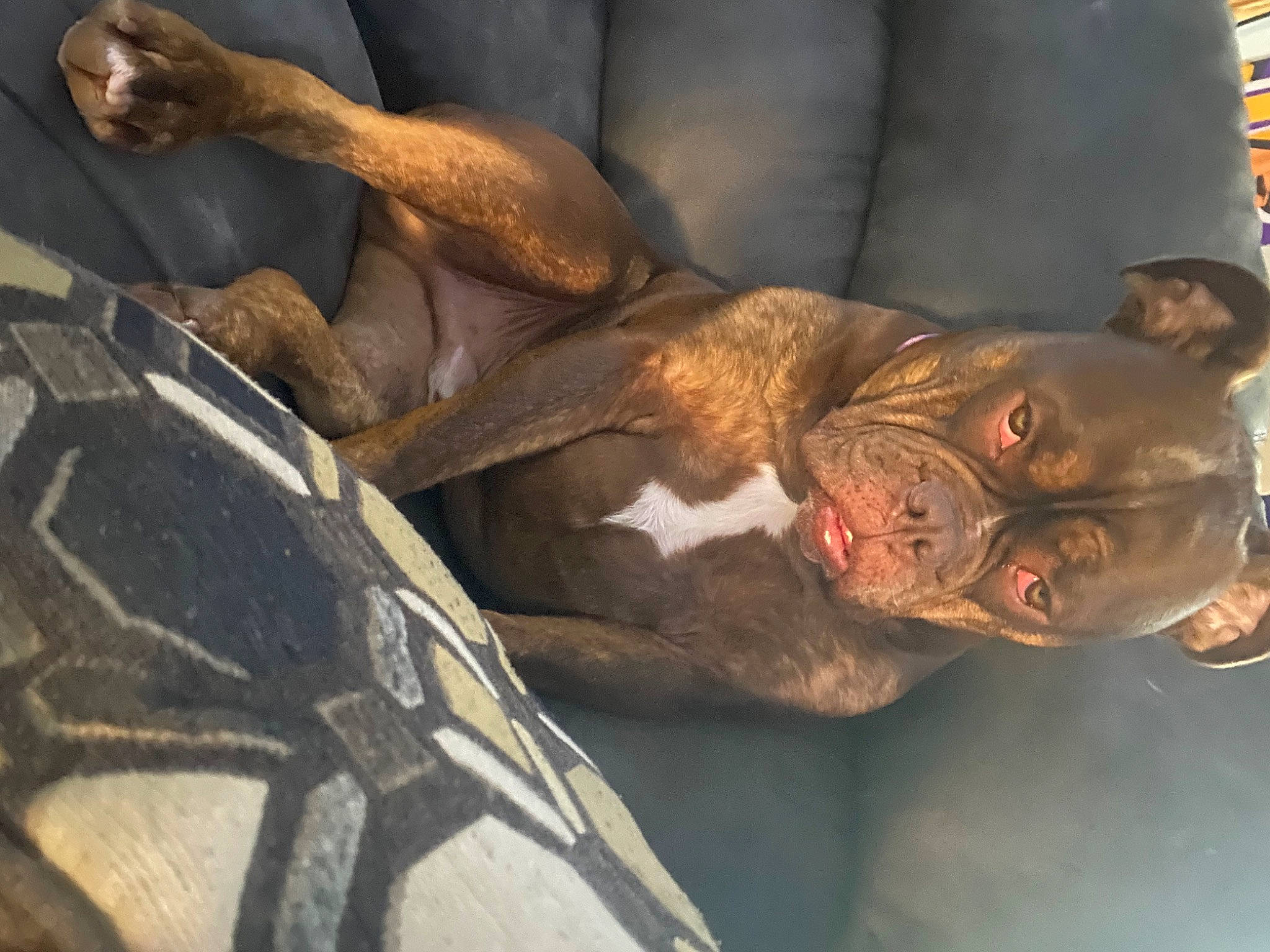 Zimmy is registered to the contest to win money with this photo: canidae, chest, dog_breed, elbow, event, flesh, fur, human_leg, knee, meat, metal, military, military_camouflage, snout, sporting_group, thigh, whiskers, wrinkle