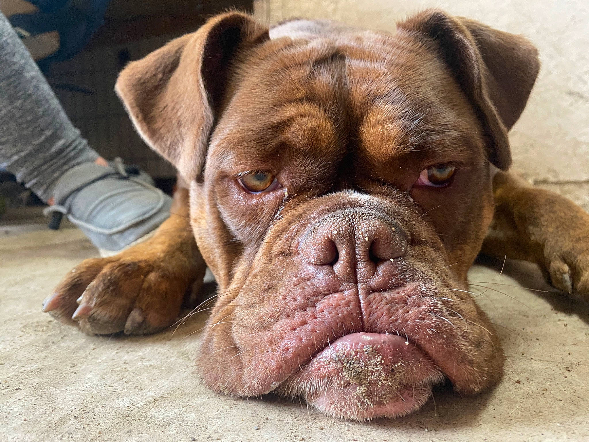 Zimmy is registered to the contest to win money with this photo: canidae, carnivore, collar, companion_dog, dog, dog_breed, dog_collar, eye, fawn, giant_dog_breed, liver, molosser, snout, sock, sporting_group, terrestrial_animal, whiskers, working_animal, working_dog, wrinkle