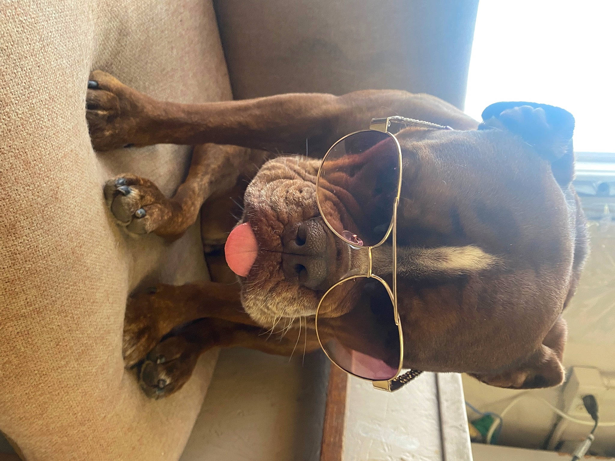 Skol is registered to the contest to win money with this photo: arm, elbow, eyewear, fawn, flesh, foot, glasses, hat, human_body, human_leg, jaw, knee, snout, thigh, trunk, waist, wood, working_animal, wrinkle, wrist