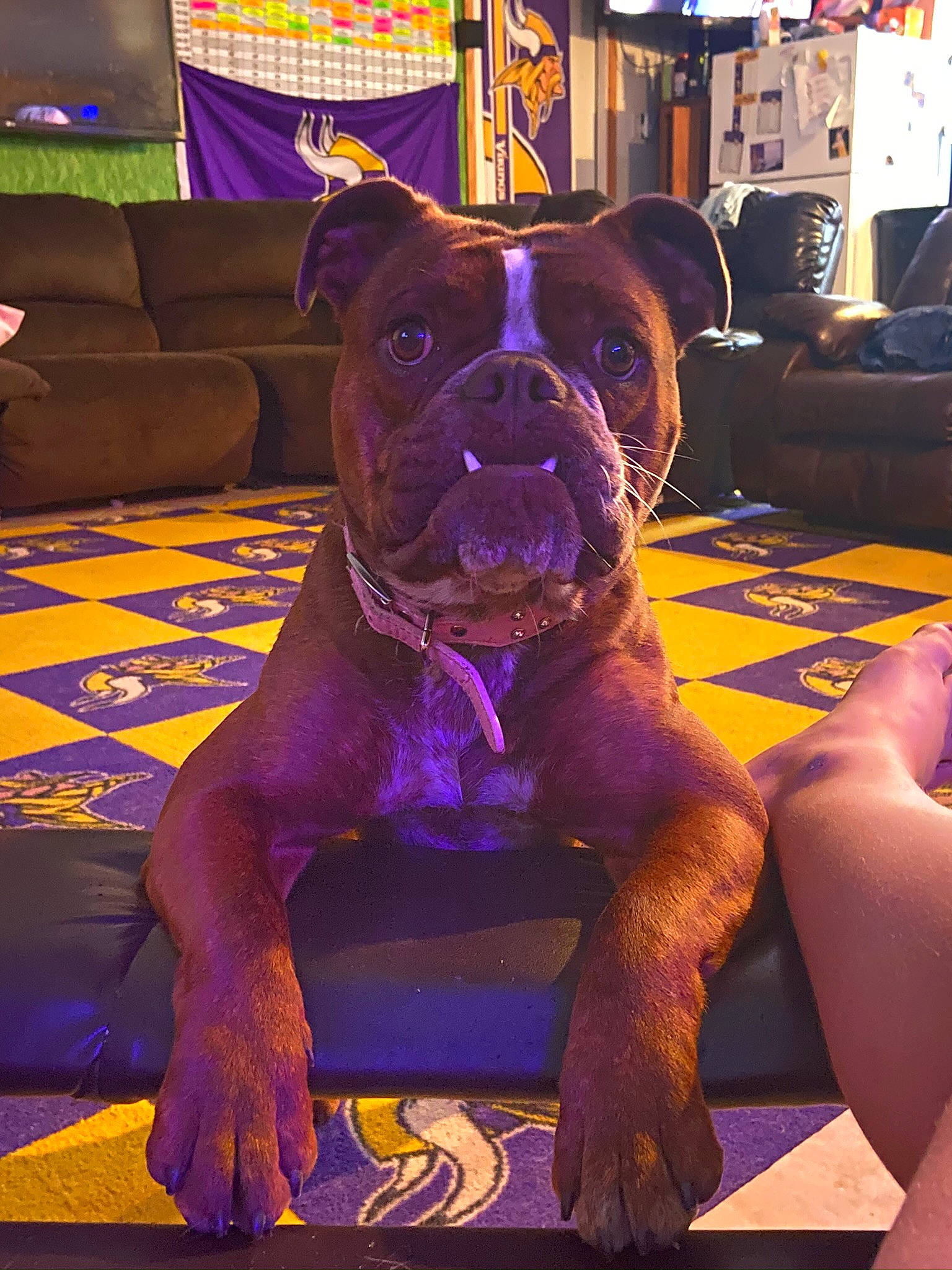 Skol is registered to the contest to win money with this photo: canidae, carnivore, collar, companion_dog, couch, dog, dog_breed, dog_collar, event, fawn, floor, flooring, houseplant, liver, magenta, molosser, purple, snout, sporting_group, working_animal