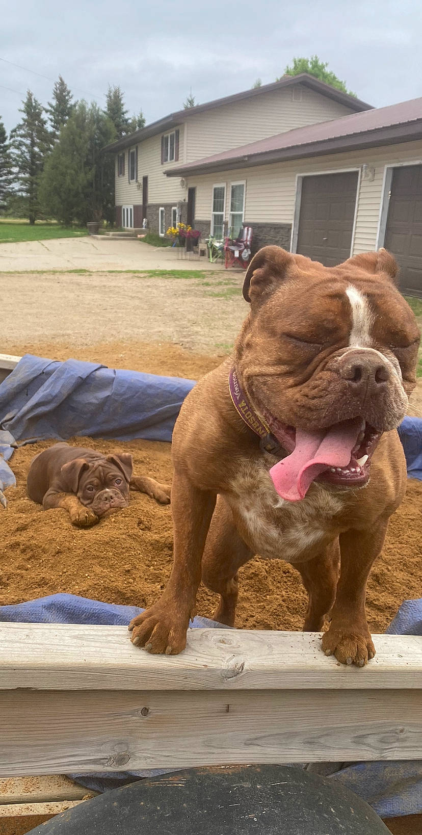 Skol joined the competition — help win amazing prizes! building, bulldog, carnivore, companion_dog, dog, dog_breed, fawn, grass, house, liver, plant, sky, snout, sporting_group, terrestrial_animal, tree, window, wood, working_animal, wrinkle