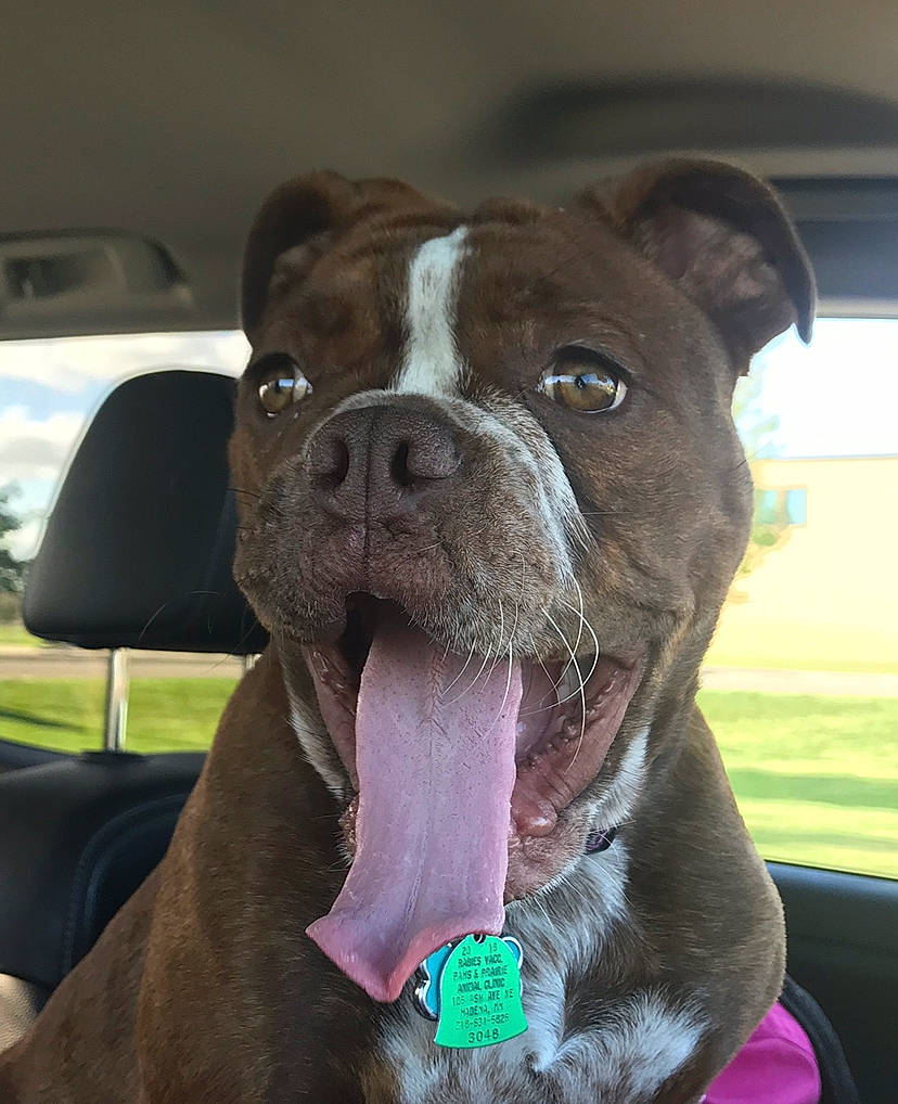 Skol is registered to the contest to win money with this photo: canidae, carnivore, collar, comfort, companion_dog, dog, dog_breed, dog_collar, ear, fawn, fur, leash, liver, pet_supply, snout, sporting_group, whiskers, windshield, working_animal, wrinkle