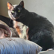 Mowmow joined the competition — help win amazing prizes! cat, black_cat, pet, animal, feline, indoor, pillow, sunlight, shadow, fur, whiskers, ears, eyes, cozy, resting, curious, mystery, domestic, cute, portrait
