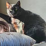 cat, black_cat, pet, animal, feline, indoor, pillow, sunlight, shadow, fur, whiskers, ears, eyes, cozy, resting, curious, mystery, domestic, cute, portrait